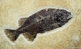 Framed Phareodus Fish Fossil - Inches Long #1324-1